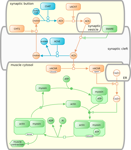 PD map of muscle cell activation by ACh