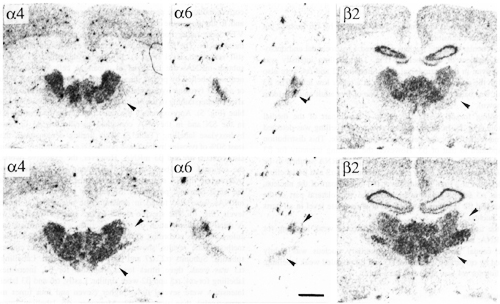 Figure 1, low resolution
