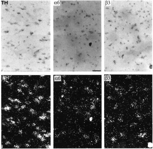 Figure 5, low resolution