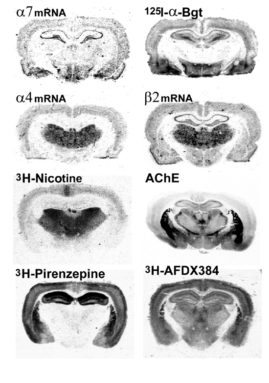 marqueurs cholinergiques
