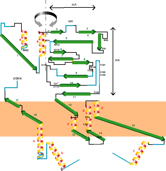2D representation of a typical subunit