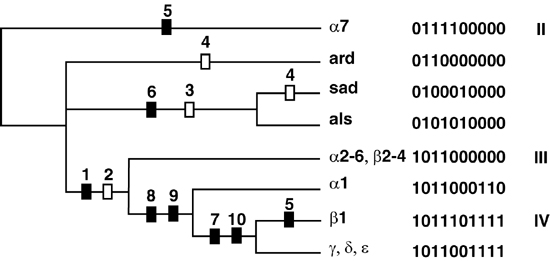 cladogramme construit Ã  partir de la structure des gÃ¨nes