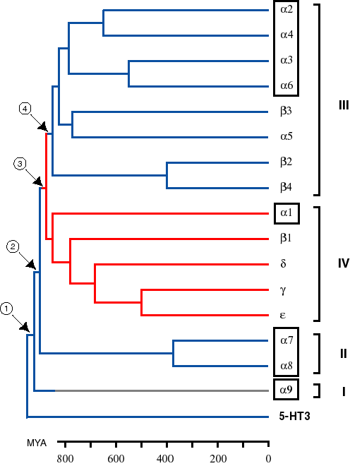 phylogeny