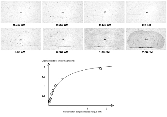 courbe de saturation en hybridation in situ