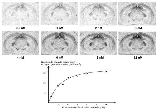 saturation de la liaison de nicotine tritiée